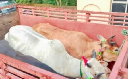 सुबह करीब 6 बजे घिवही में बड़ी कार्रवाई, वाहन चालकों से पुलिस कर रही पूछताछ; ग्रामीणों ने झारखंड ले जाने का लगाया आरोप।